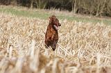 SETTER IRLANDAIS 368